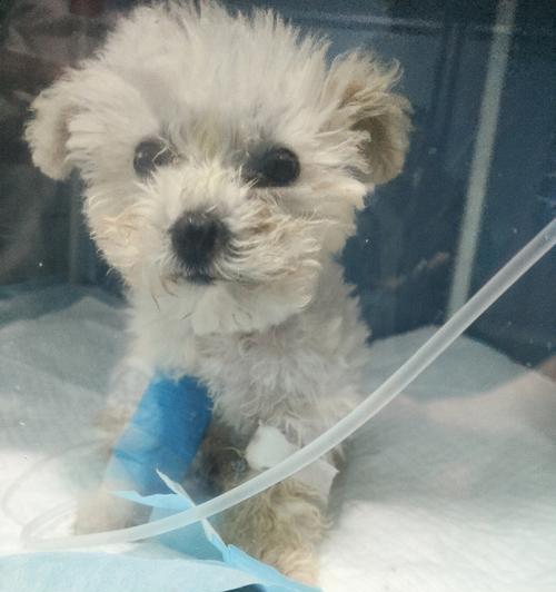 细小病毒治疗指南（宠物犬感染细小病毒的治疗方法与预防措施）