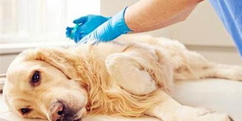 细小病毒治疗指南（宠物犬感染细小病毒的治疗方法与预防措施）