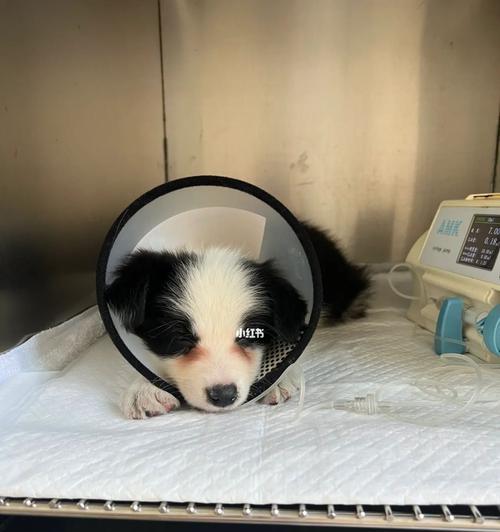 细小病毒治疗指南（宠物犬感染细小病毒的治疗方法与预防措施）