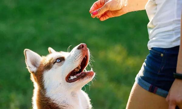 小狗为什么喜欢咬人？（探究狗狗咬人的原因与解决方法。）