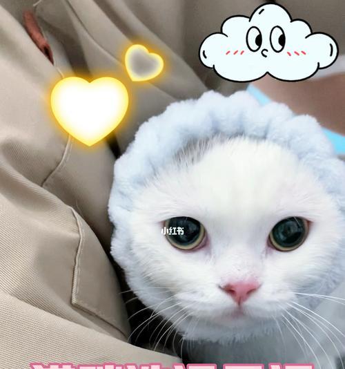 新手必看！如何给宠物猫咪洗澡（宠物猫咪洗澡的注意事项与步骤详解）