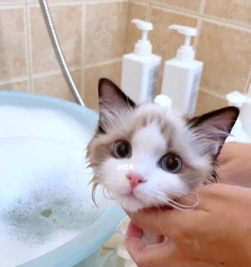 新手必看！如何给宠物猫咪洗澡（宠物猫咪洗澡的注意事项与步骤详解）