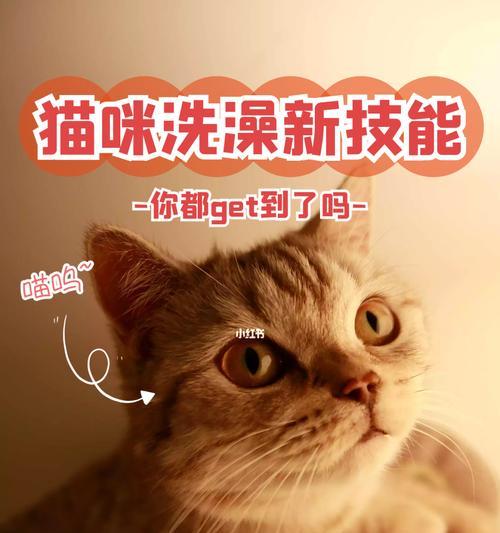 新手必看！如何给宠物猫咪洗澡（宠物猫咪洗澡的注意事项与步骤详解）
