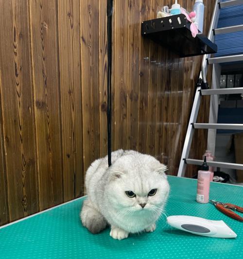猫咪洗澡指南（新手必看，宠物健康从清洁开始）