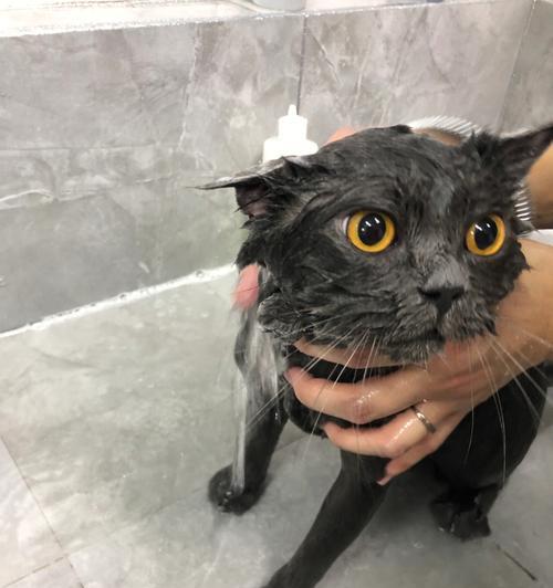 猫咪洗澡指南（新手必看，宠物健康从清洁开始）