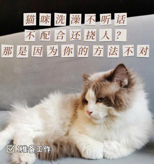猫咪洗澡指南（新手必看，宠物健康从清洁开始）