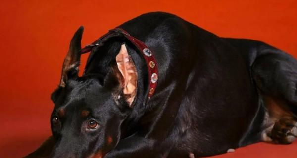 如何选购适合自己的杜宾犬（10大要点帮你选购理想的宠物犬）