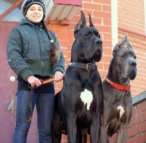 如何选购适合自己的杜宾犬（10大要点帮你选购理想的宠物犬）
