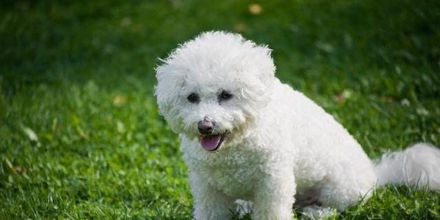 六个要点让你成为比熊犬的训练专家（以宠物为主，掌握这些技巧让你的比熊犬顺从听话）