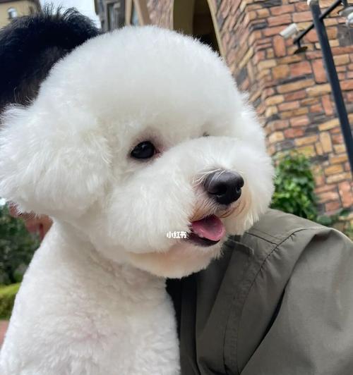 六个要点让你成为比熊犬的训练专家（以宠物为主，掌握这些技巧让你的比熊犬顺从听话）