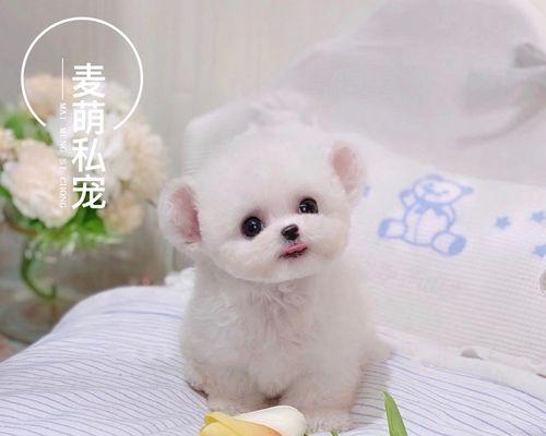 比熊犬训练要点剖析（从初步准备到高级训练，全方位掌握训练技巧）