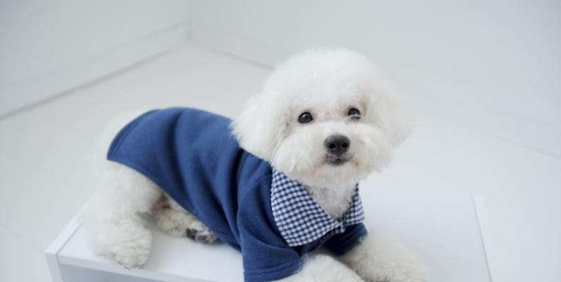 比熊犬训练要点剖析（从初步准备到高级训练，全方位掌握训练技巧）