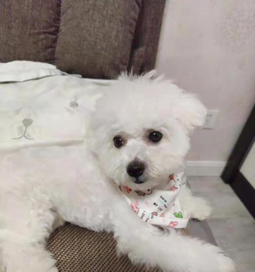 比熊犬训练要点剖析（从初步准备到高级训练，全方位掌握训练技巧）