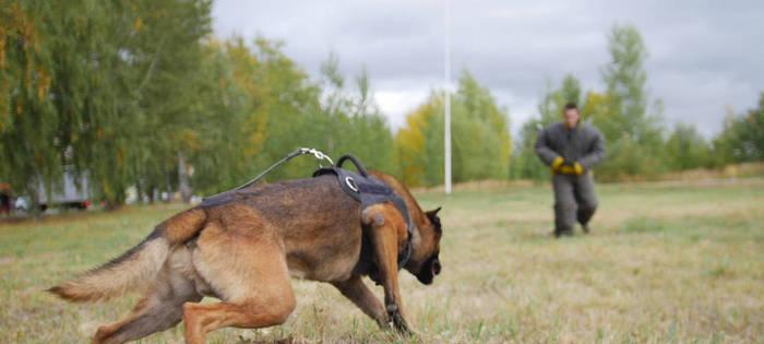 如何训练德国牧羊犬走过来（以宠物为主，让你的德国牧羊犬听从指挥）