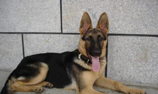 如何训练德国牧羊犬走过来（以宠物为主，让你的德国牧羊犬听从指挥）