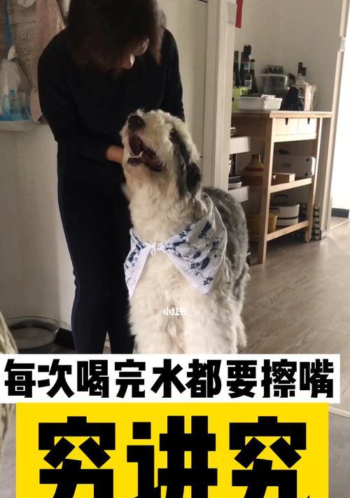 训练你的爱犬懂礼貌的实用技巧（以宠物为主，让你和你的狗狗之间更和谐）