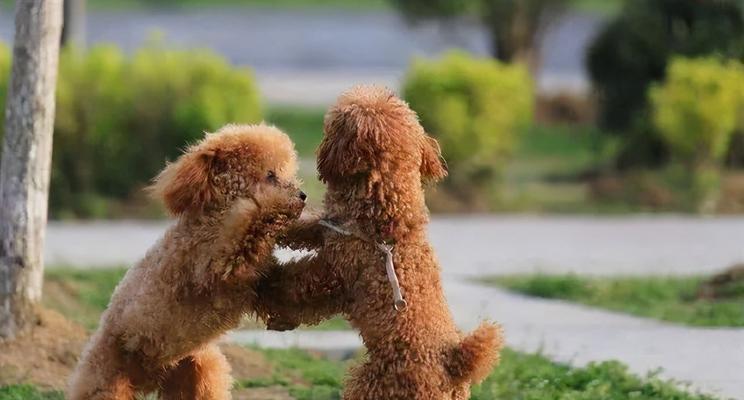 让你的贵宾犬成为最听话的宠物（让你的贵宾犬成为最听话的宠物）