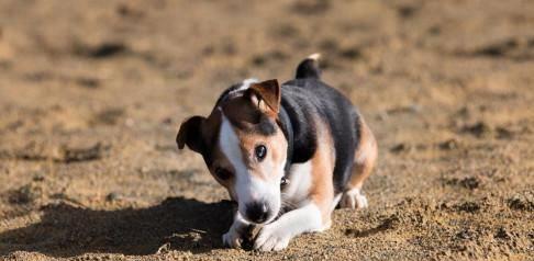 培养忠诚宠物的方法（如何让你的比格犬成为忠诚的伴侣？）