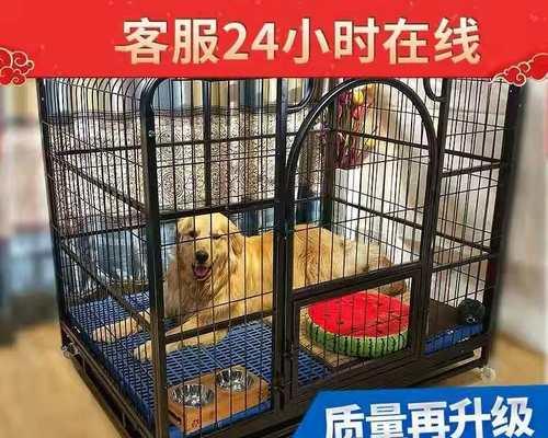 如何训练金毛进笼子？（以宠物为主，掌握这些技巧关键）