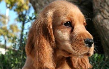 训练可卡犬，十对十错（正确训练宠物可卡犬，从这里开始！）