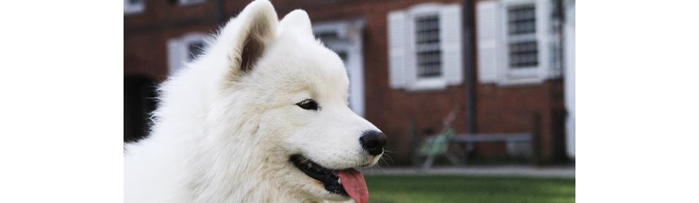 萨摩耶犬训练大全（掌握这四种方法，让你的萨摩耶犬乖乖听话）