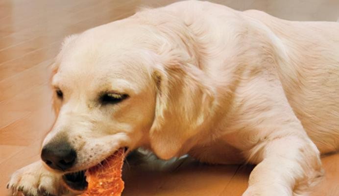 如何以训练狗狗可奖励的食物提高训练效果（掌握正确奖励方式，让宠物更爱听从你的命令）