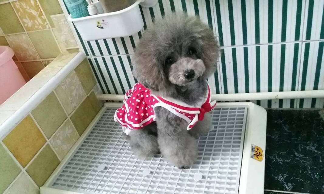 如何训练狗狗听话地去拿报纸（从宠物狗到职业犬的转变与实践经验）