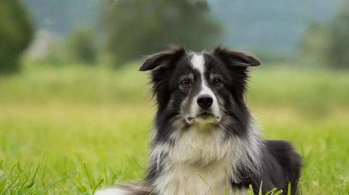 让宠物狗狗听话的10个秘诀（用科学方法训练你的宠物狗狗成为听话的好狗）