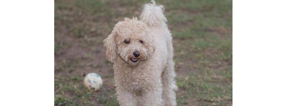 如何训练贵宾犬上厕所？（新思维让训练更简单，让贵宾犬的厕所问题不再困扰）