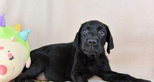 如何确定最佳时间训练拉布拉多（从幼犬到成年犬，每个阶段的训练要点）
