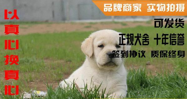 如何确定最佳时间训练拉布拉多（从幼犬到成年犬，每个阶段的训练要点）