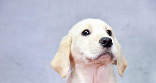 如何确定最佳时间训练拉布拉多（从幼犬到成年犬，每个阶段的训练要点）