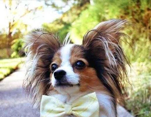 蝴蝶犬不粘人怎么办（以宠物为主，打造温馨家庭）