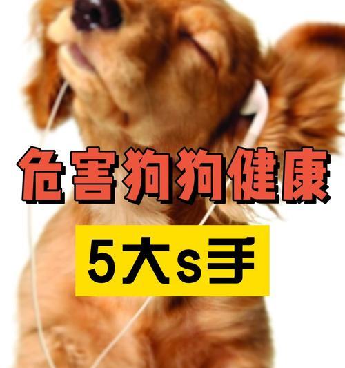 养狗必须注意的十件事（以宠物为主，让你成为负责任的狗爸狗妈）