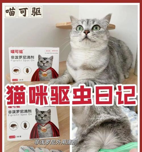 养猫咪必备知识（宠物养护全攻略，）