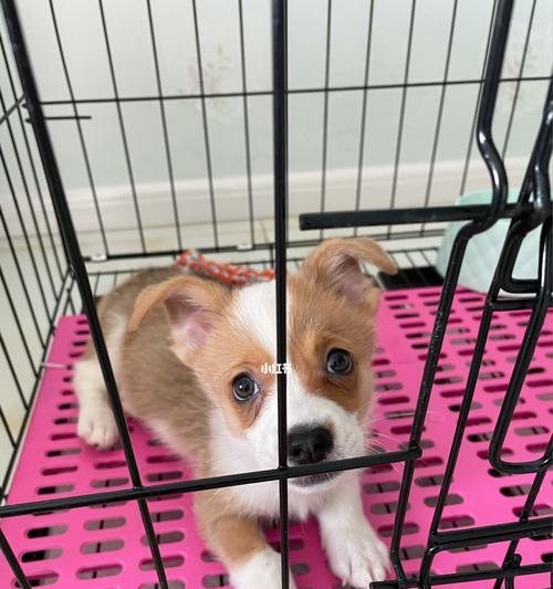 让你的柯基犬快点立耳，轻松掌握这些技巧！（如何帮助柯基犬立起可爱的耳朵，让它更加迷人？）