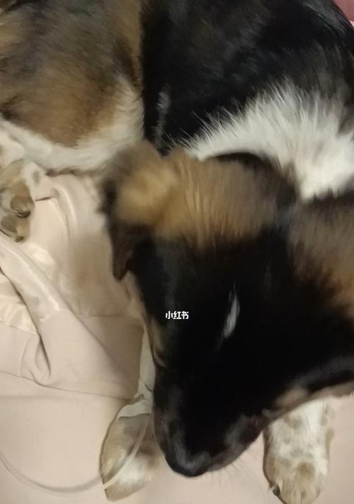 狗狗咳嗽不止，别忽视健康危机（如何识别咳嗽类型及采取有效措施）