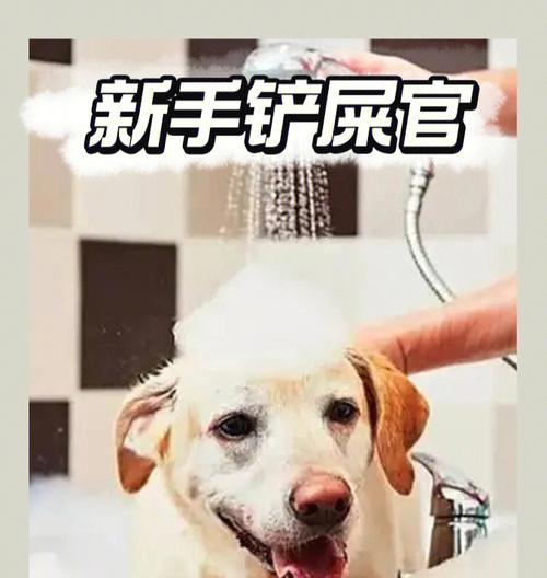 为什么这些情况下不能给狗狗洗澡？（了解这些情况，让你的宠物更健康）