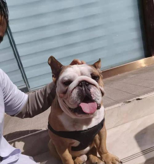 英国斗牛犬的饮食指南（如何为你的宠物提供最佳营养？）