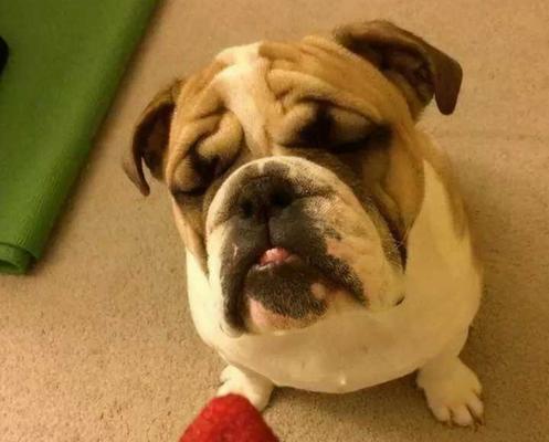 英国斗牛犬食欲不振怎么办？（宠物主人必知的15个调理方法）