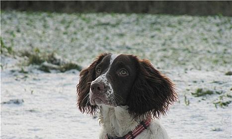 英国史宾格犬为何会掉毛严重？（探究史宾格犬掉毛原因与解决方法，让你爱宠不再困扰）