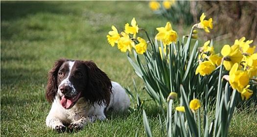 英国史宾格犬感冒应对指南（以宠物为主，为您的史宾格犬提供关爱和保护）