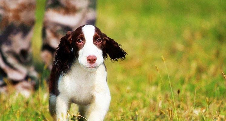 英国史宾格犬感冒应对指南（以宠物为主，为您的史宾格犬提供关爱和保护）