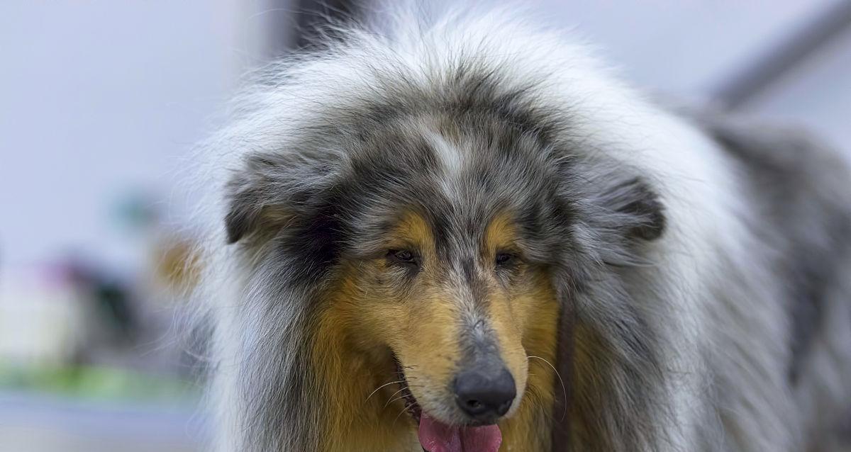 解密狗狗毛发发质的5大影响因素（从饮食、生活方式到基因，这些影响让狗狗毛发更美）