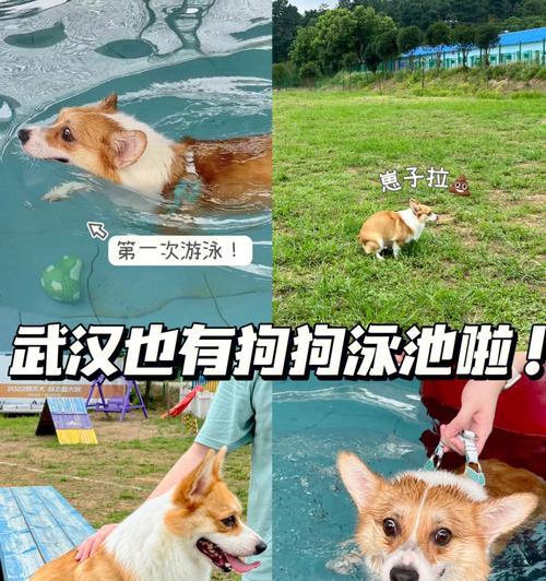 如何护理游完泳的宠物狗（让狗狗在水里玩耍也要健康）