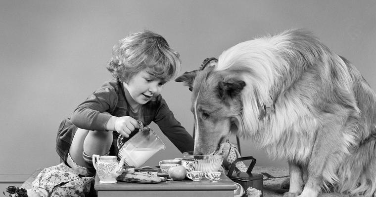 如何科学喂养幼犬（从营养补充到饮食规划，为宠物的健康提供全方位保障）