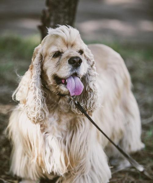 与可卡犬散步的注意事项（养宠物人士必读！关注这些细节，让你与可卡犬步步为营）