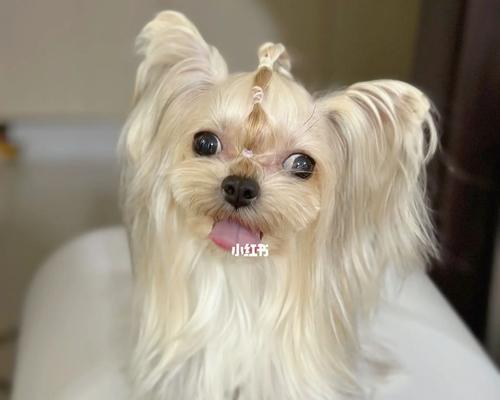 如何让约克夏犬毛发健康亮丽（以饮食调理为主，营养均衡关键）