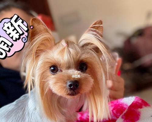约克夏犬怀孕后，可以洗澡吗？（保持宠物卫生的注意事项）