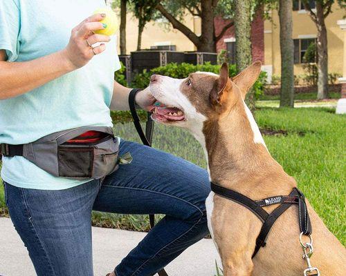 在家训练狗狗的5个有效方法（宠物主人必看的狗狗训练指南，让你的宠物更听话！）